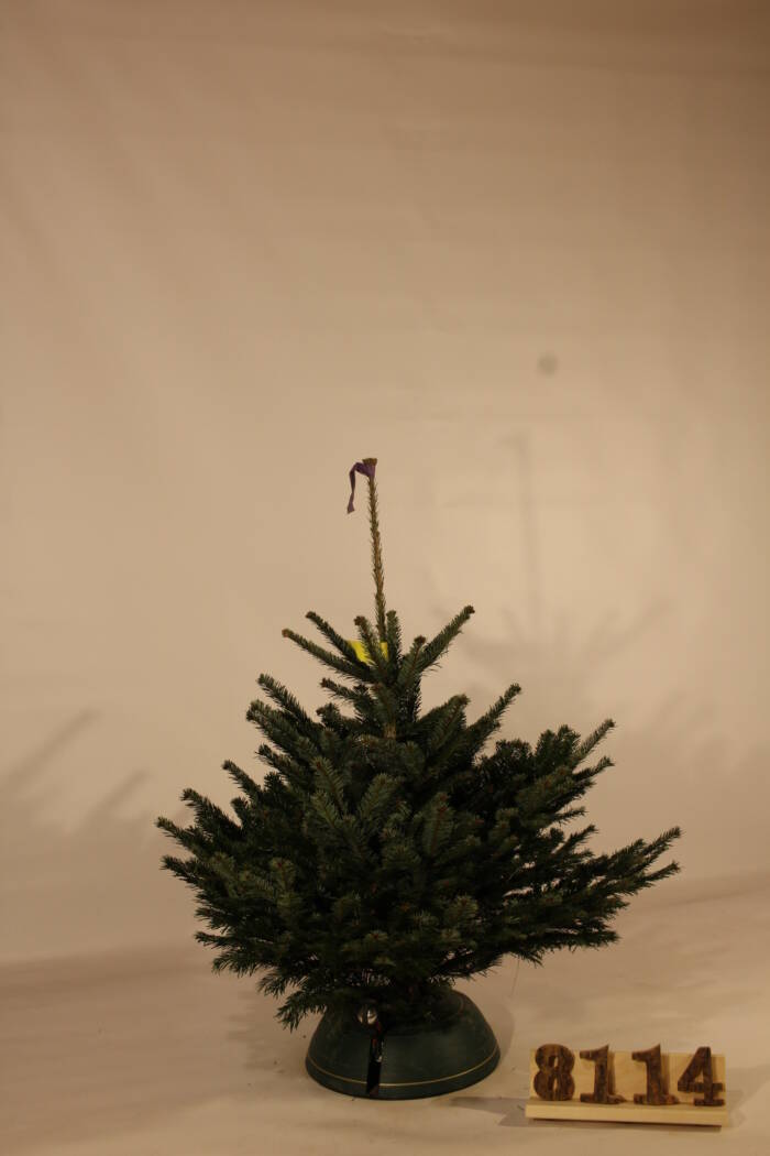 Nordmanntanne - Einzelstück - 114cm